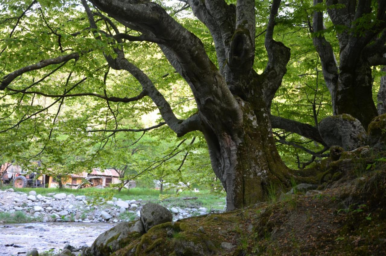 Вила Даяна Ribaritsa Dış mekan fotoğraf